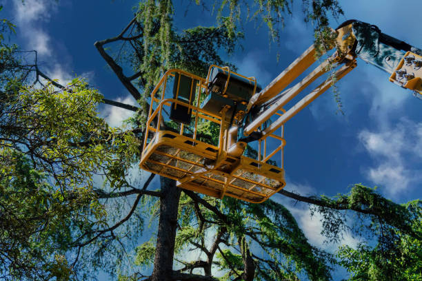 How Our Tree Care Process Works  in Bennet, NE